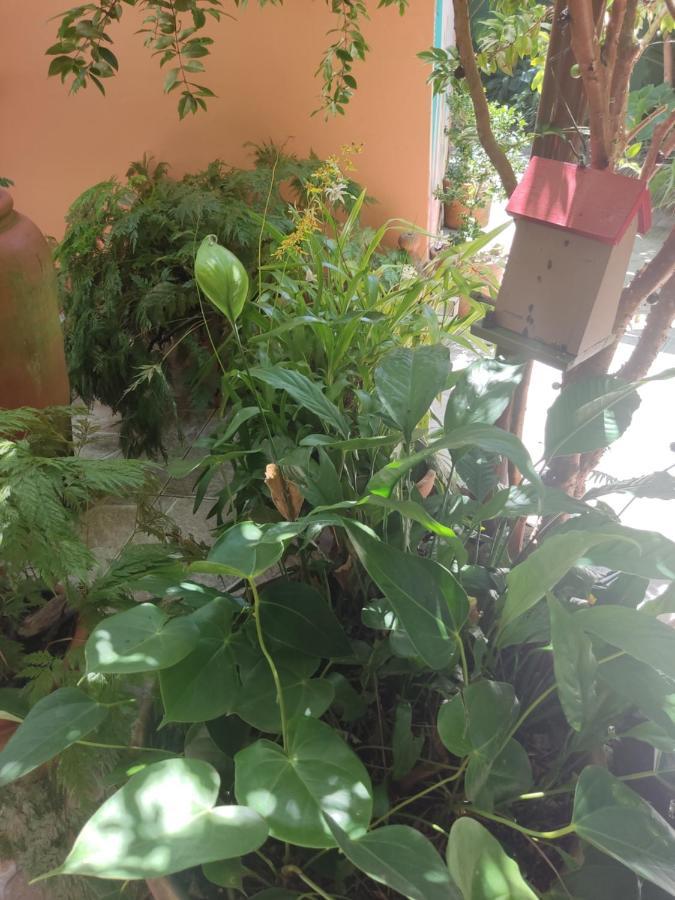 Recanto Toca Das Plantas De Ilhabela I Екстер'єр фото