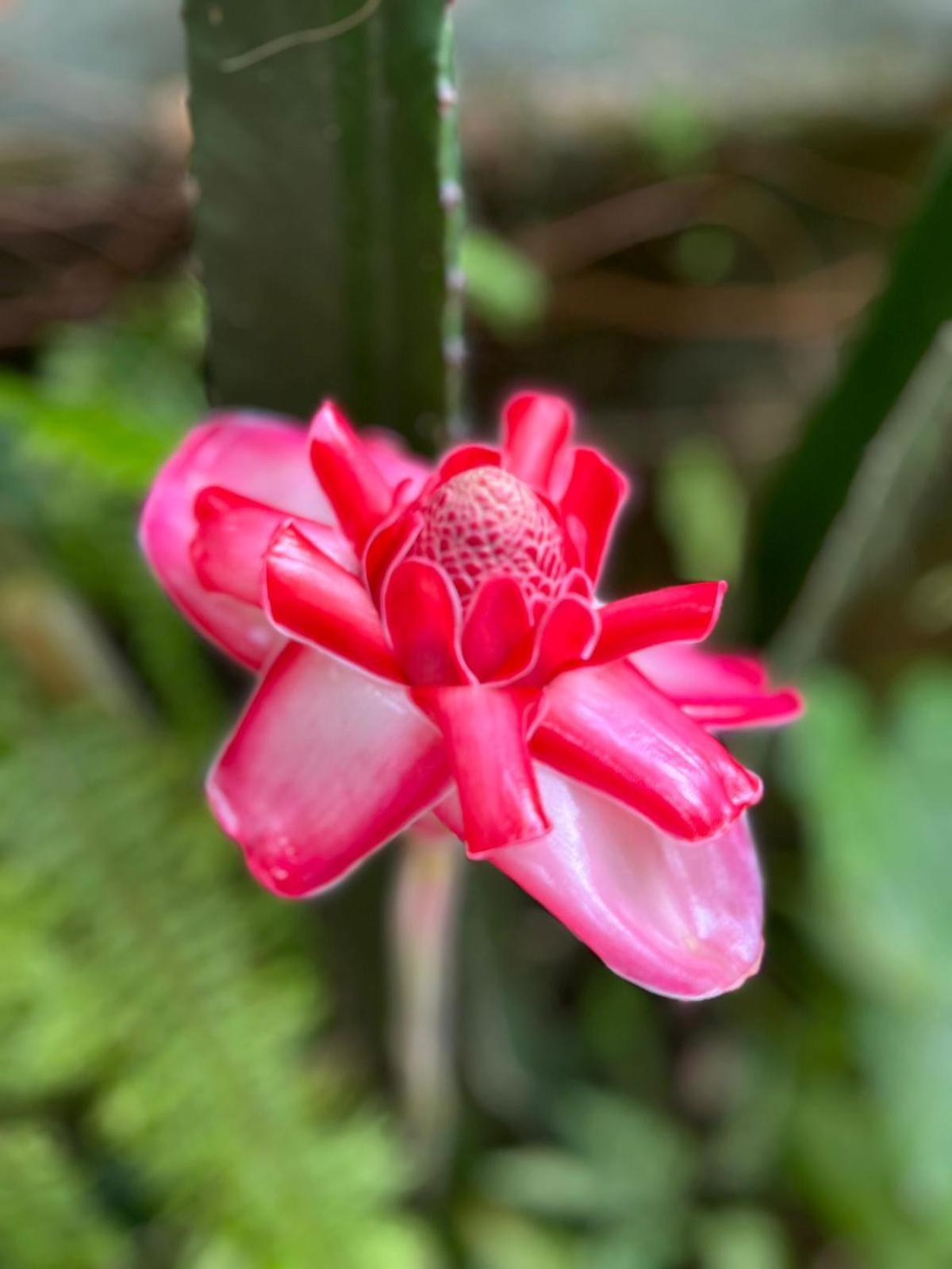 Recanto Toca Das Plantas De Ilhabela I Екстер'єр фото