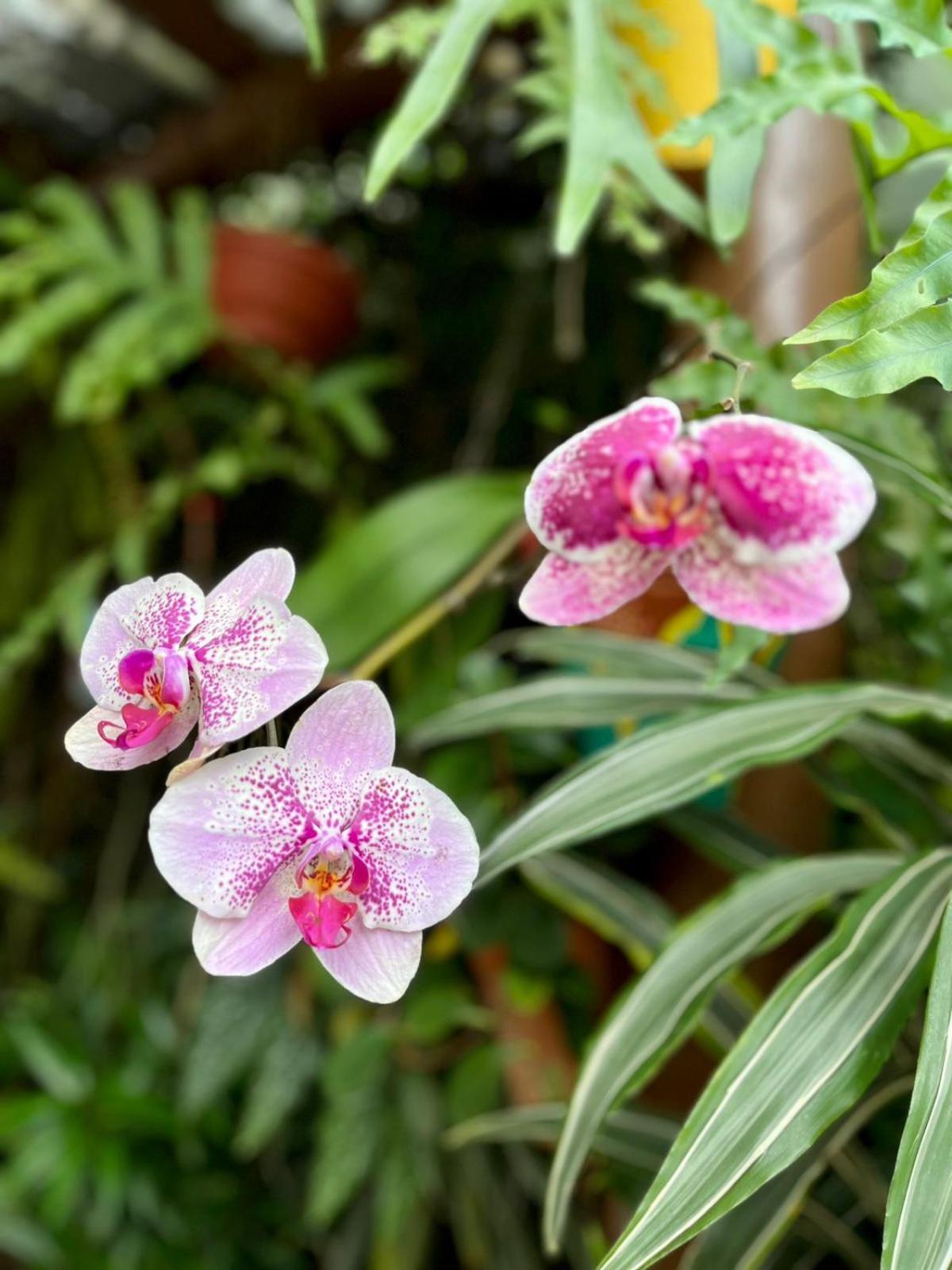 Recanto Toca Das Plantas De Ilhabela I Екстер'єр фото