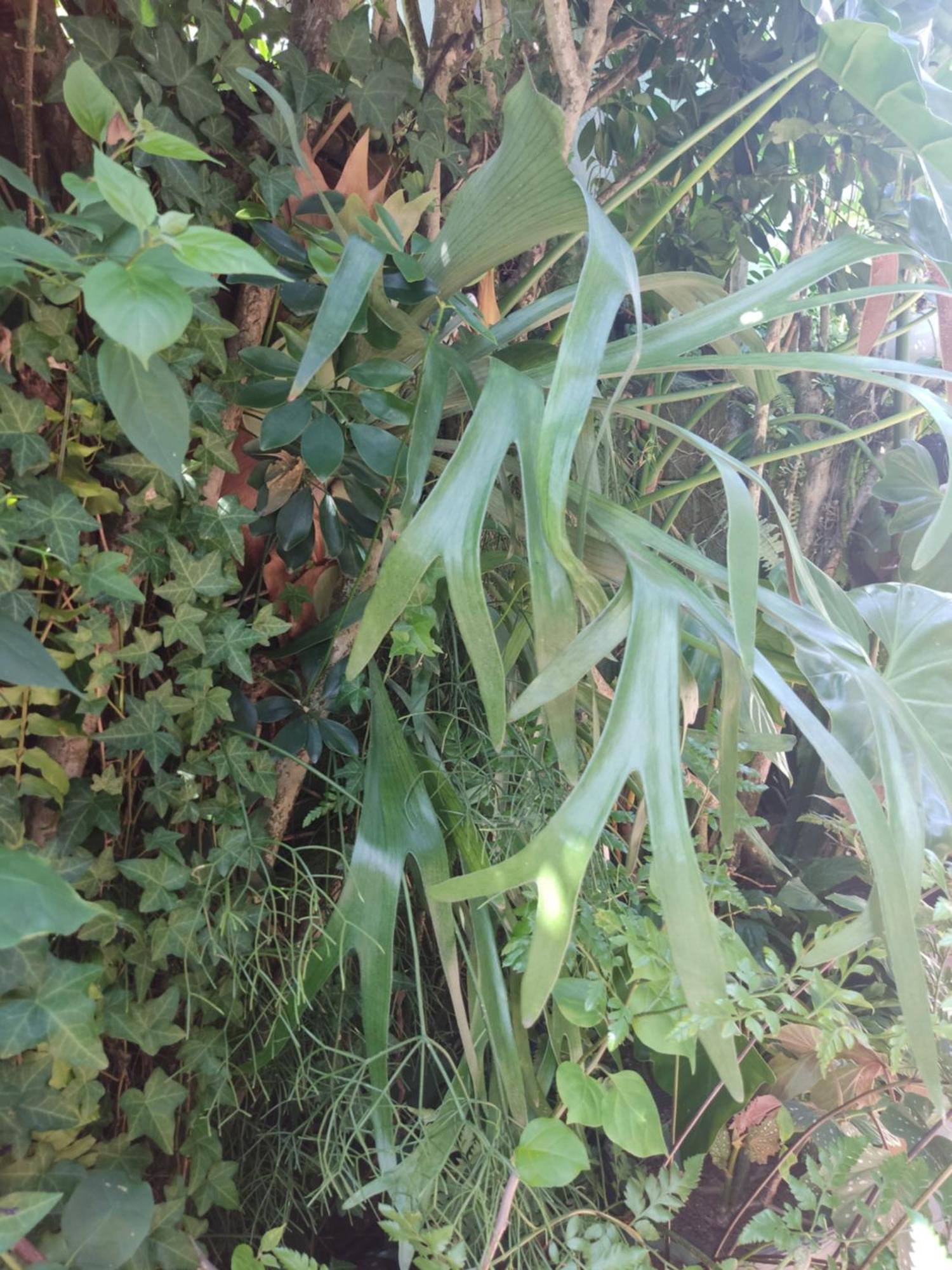 Recanto Toca Das Plantas De Ilhabela I Номер фото